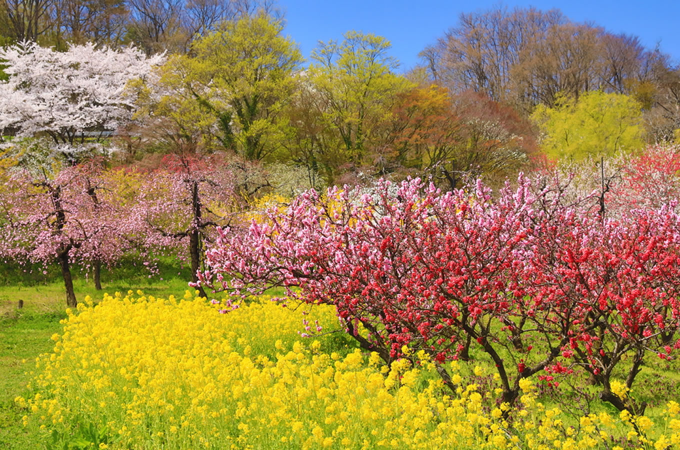 花ももの里と花ももの里の剪定枝を使ったあづま袋写真2